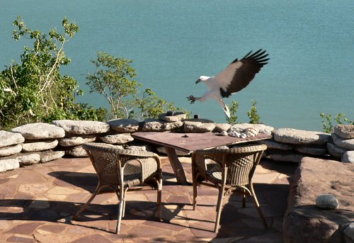 seaeagle1a-3OF3 059.JPG